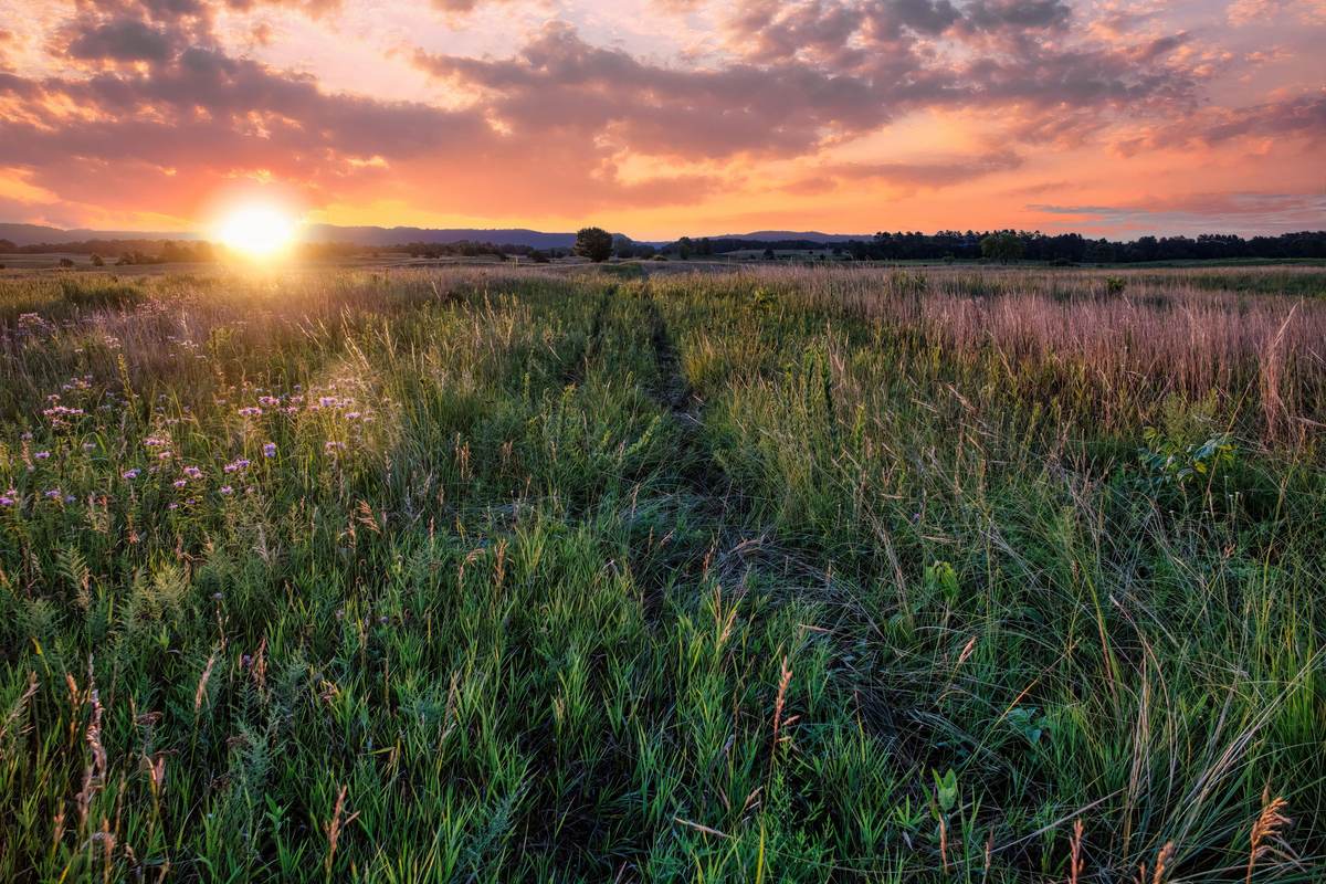 Prairie grass at golden hour under a big sky